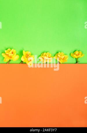 Spring composition made with daffodil flowers on green and orange background. copy space. Creative minimal holiday concept. Flat lay. Spring easter ba Stock Photo