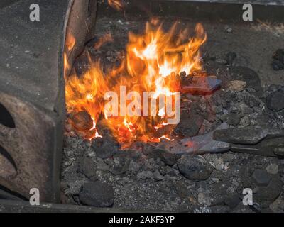 Heating of horse hooves in small forge. Farrier hold in pliers red hoof between hot coals. Stock Photo