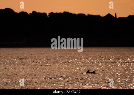 Pair of bottlenose dolphins swimming in the Moray Firth at sunrise, Scotland, UK Stock Photo