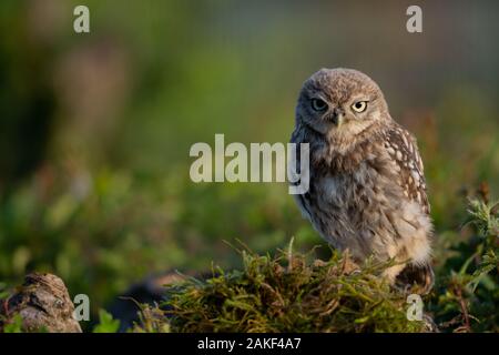 Juvenile Little Owl on a farm in North Wales Stock Photo