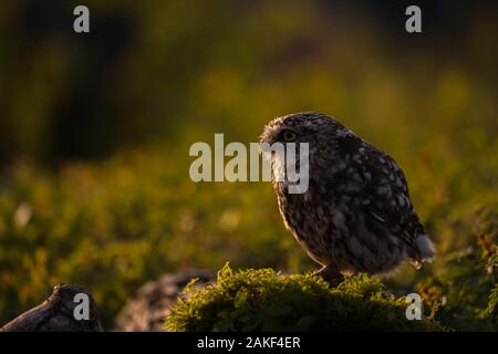 Adult male Little Owl on a farm in North Wales, UK Stock Photo
