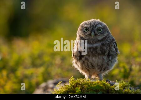 Juvenile Little Owl on a farm in North Wales Stock Photo