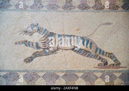 PAPHOS, CYPRUS - JUNE 08, 2018: Element of Hunting Scene mosaic depicting the running tiger representing on the floor of villa Dionysos. Paphos Archae Stock Photo