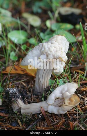 Helvella crispa, known as the white saddle, elfin saddle or common helvel, mushrooms from Finland Stock Photo