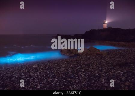 Display of bioluminescent plankton lights up the waves bright blue on the beach at Penmon Point Lighthouse on the Isle of Anglesey, Wales, UK Stock Photo