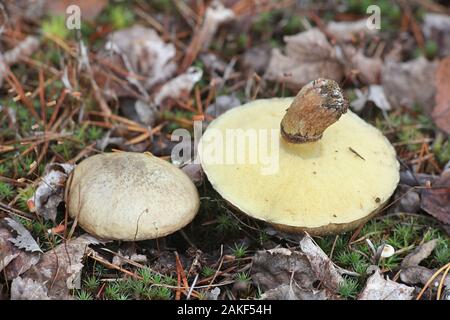 Suillus luteus, known as  slippery jack or sticky bun, edible mushrooms from Finland Stock Photo