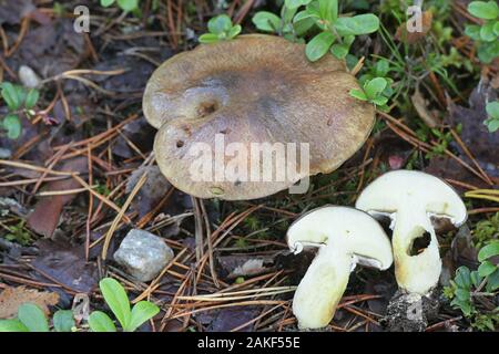 Suillus luteus, known as  slippery jack or sticky bun, wild mushrooms from Finland Stock Photo