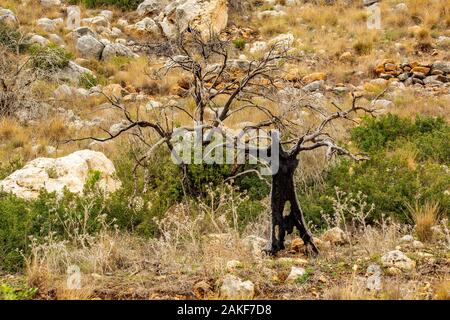 Israel, Carmel forest, the forest is regrowing after the fire devastation. An ongoing argument between two schools of thought has caused this forest t Stock Photo