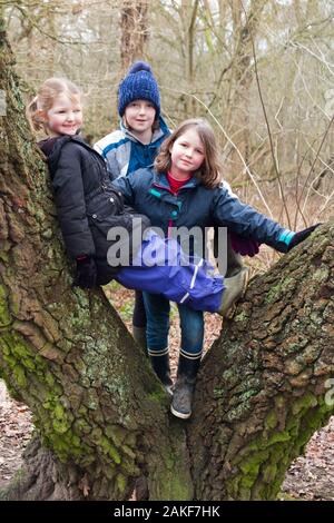 Children / kids / kid / girls climb in low trees branches as part of Forest School;  a winter day in woodland woods on West End Common, Esher, Surrey. UK (115) Stock Photo