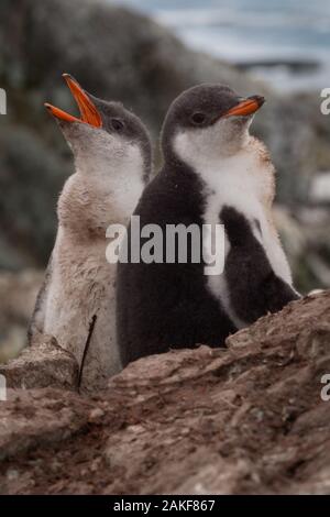 Gentoo Penguin feeding its chick (Pygoscelis papua Stock Photo - Alamy