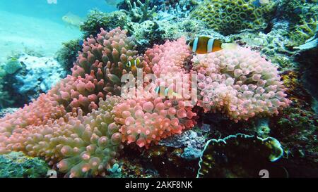 Clown fish and sea anemone, natural symbiosis. Coral reef with fishes. Tropical underwater sea fishes. Stock Photo