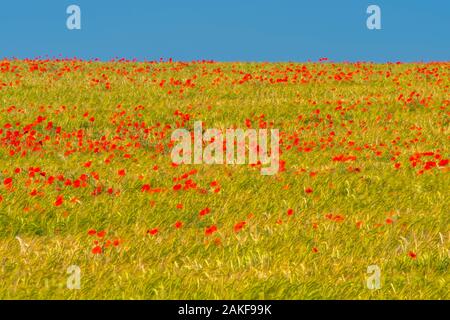 UK, England, Cambridgeshire, Poppy Field, Poppies Stock Photo