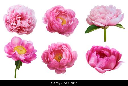 Beautiful peonies on white background. Pink flowers isolated. Stock Photo