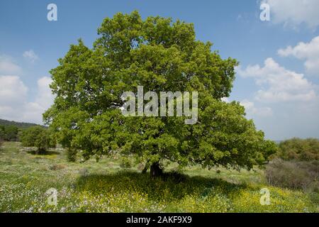 Quercus ithaburensis, the Mount Tabor oak, is a tree in the beech family. Photographed in the Galilee, Israel in March Stock Photo