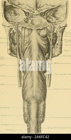 Surgical anatomy : a treatise on human anatomy in its application