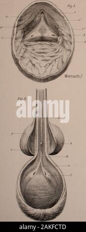 Sitzungsberichte der Königlich Preussischen Akademie der Wissenschaften zu Berlin . Uvula vesicae, e= Plica lateralis trigoni,/?= Harnleiterwulst mit Ureteröffnung, p = Prostata. Fig. 3. Kalb, c*. « = Crista urethralis anterior (Pars proximalis),«, « = Frenula colliculi semiualis, a = Crista urethralis anterior (Pars distalis),Ä = Coliiculus semiualis, 6= Pars prostatica urethrae, c = Crista urethralisposterior, rf = Uvula vesicae, c = Trigonuni vesicae, /= Harnleiterwulst mitUreteröftnung, ^ = Incisnra trigoni. Fig. 4. Schwein, rf. a = Crista urethralis anterior, 6 = ColHculus semi-ualis, c = Stock Photo