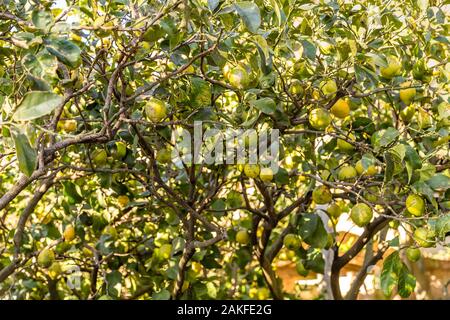 yellow lemons on branches of tree Stock Photo
