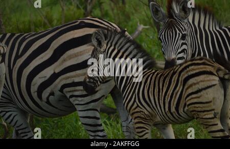 Baby zebra in a herd Stock Photo