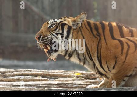 Closeup Bengal Tiger Eating Raw Meat Isolated on Background Stock Photo