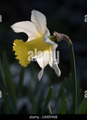 Narcissus 'February Silver' back-lit Stock Photo