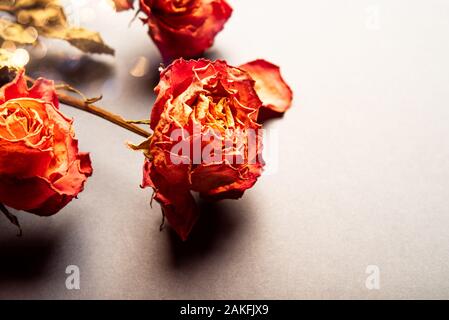 Dried orange roses, bunch of beautiful faded flowers on blue background, toned in warm colors Stock Photo
