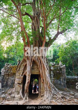 Ancient ruins of Ta Som temple in Angkor Wat complex, Siem Reap Cambodia. Stone temple door gate ruin with jungle tree aerial roots. Stock Photo