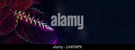 Stylish floral background in neon colors. Web-banner format. A trendy picture on the themes of nature, ecology, etc. Stock Photo