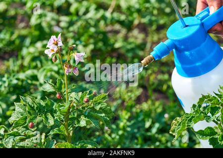 Spraying plants against Colorado potato beetle. Insect pest control in agriculture. pest control colorado potato Stock Photo