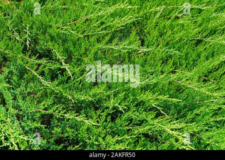 Thuja branches background. Natural background Close-up of green thuja. Stock Photo