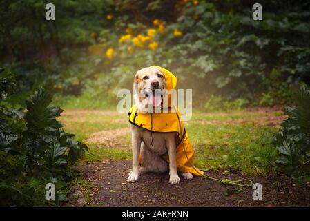 Yellow Labrador retriever In the raincoat. Dog in the forest. Stock Photo