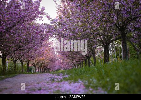Rows of beautifully blossoming cherry trees on a green lawn Stock Photo