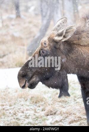 Bull Moose with dropped antlers closeup standing in the forest with snow falling in Canada Stock Photo