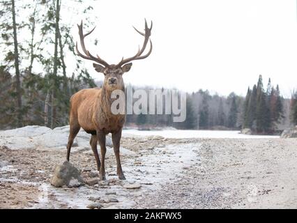 Majestic looking Red deer stag standing in the winter snow in Canada Stock Photo