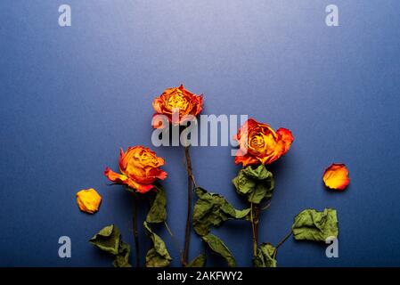 Dried orange roses, bunch of beautiful faded flowers on blue background Stock Photo