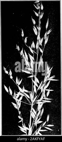 Southern field crops (exclusive of forage plants) . Fig. 2. — A Paxicle of Oats.The type here shown is Kherson, an early variety. Stock Photo