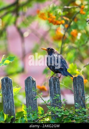 Common Blackbird (Turdus merula), adult male sitting on wooden fence, Brandenburg, Germany Stock Photo