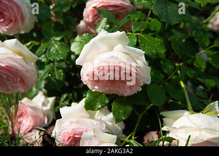 a bush of rose roses in a Ukrainian garden Stock Photo