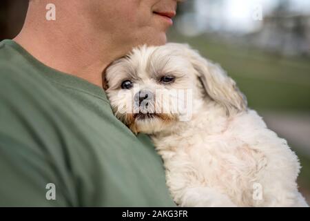 Man holding small cute white dog on a chest Stock Photo