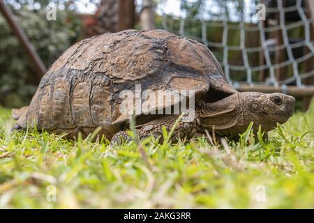 An old tortoise (not a turtle) slowly walking on the grass in Durban, South Africa Stock Photo