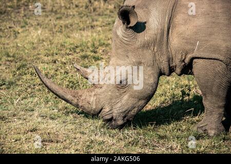 A white rhino eating grass during a safari in the Hluhluwe - imfolozi National Park in South Africa Stock Photo