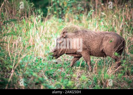 A warthog in the grass during a safari in the Hluhluwe - imfolozi National Park in South Africa Stock Photo