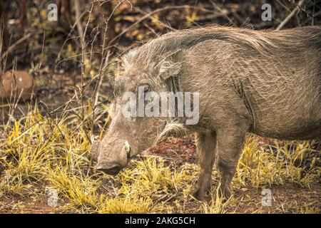 A warthog eating grass the Hluhluwe - imfolozi National Park in South Africa Stock Photo
