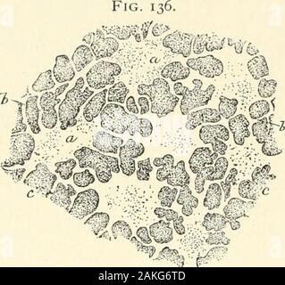 Textbook of normal histology: including an account of the development of the tissues and of the organs . u6 NORMAL HISTOLOGY. cavities, as the peritoneal or pleural sacs, are, in principle,greatly-dilated lymph-spaces, lined by FiG modified connective-tissue cells, the en-dothelial plates, which by mutual press-ure become polygonal in outline; in- but. Stock Photo