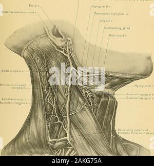 Surgical anatomy : a treatise on human anatomy in its application to the practice of medicine and surgery . SUPERFICIAL STRUCTURES OF NECK.50 PLATE CLXII, Facial nPosterior auricular n.and Nerve to stylo-hyoid m.arcl posterior belly of digastric m.Hypoglossal n, Descendens hypogiossi n.Lingual V. Submaxillary glandMylo-hyoid n.. Superficial cervical n.Posterior thoracic Suprascapula Stock Photo