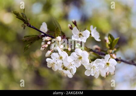 Apple tree buds and flowers. Blooming of a Patagonian apple tree in spring. Macro background of flowering trees. Stock Photo