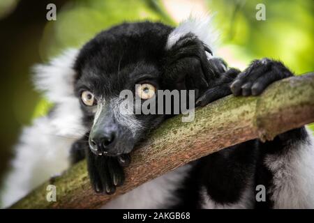 Close up of a black and white ruffed lemur perched on a branch and looking sideways, against a green bokeh background Stock Photo