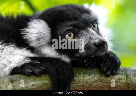 Close up portrait of a black and white ruffed lemur perched on a branch and looking sideways, against a green bokeh background