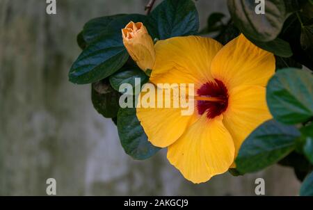 Orange Yellow Hibiscus flower, Vietnam Stock Photo