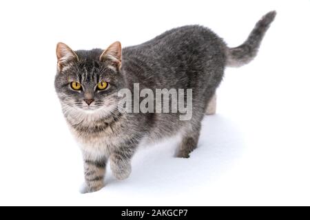 Cat in the white snow. Isolated on a white background. Stock Photo