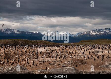 beautiful mountains landscape and a big colony of magellanic penguins  at the beagle channel in Argentina Patagonia Stock Photo